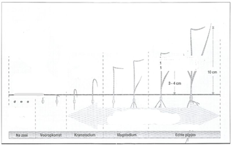 Gewasgroei 2012 - uien