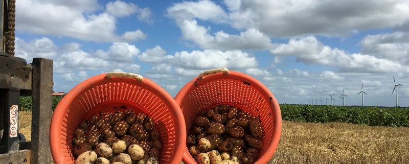 16 augustus 2016: 3e proefrooiing aardappelen