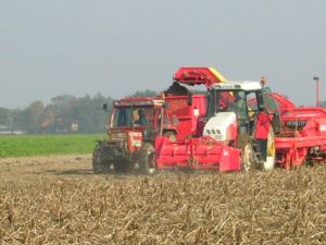 11 oktober 2006: Bildtstar rooien