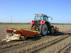 15 september 2006: uien rooien