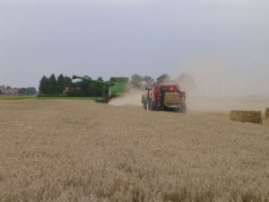 16 augustus 2006: oogst wintertarwe
