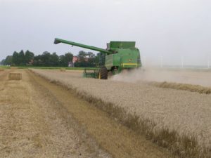 16 augustus 2006: oogst wintertarwe