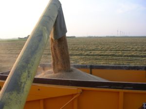 18 en 19 augustus 2005: wintertarwe oogst