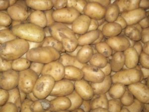 3 maart 2003: laatste aardappelen afgeleverd