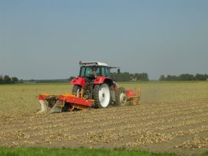 3 september 2005: uien geoogst