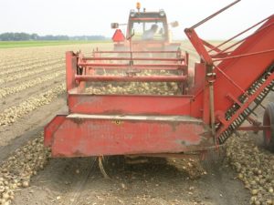 3 september 2005: uien geoogst