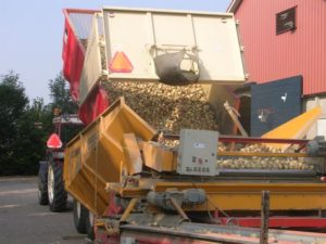 3 september 2005: uien geoogst