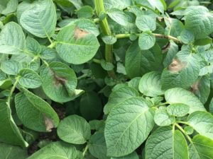 Aardappelplant met aantasting phytophthora .