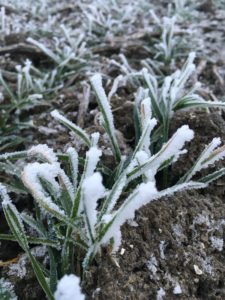 18 en 19 januari 2017: Mooie winterse plaatjes