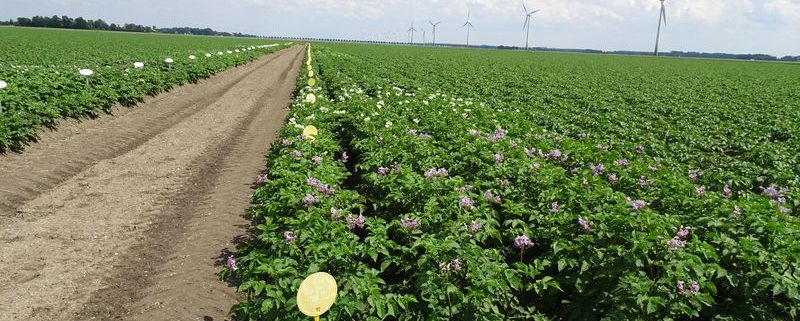 16 juni 2016: neerslag goed voor groei gewassen, bloei aardappelproefveld