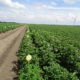 16 juni 2016: neerslag goed voor groei gewassen, bloei aardappelproefveld
