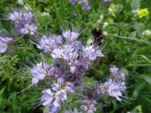 22 juni 2016: honing oogst in volle gang