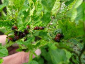 29 juni 2016: groei gewassen 'mini' insect op aardappelplant