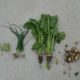 29 juni 2016: groei gewassen 'mini' insect op aardappelplant