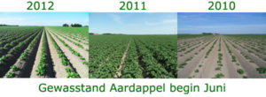 Juni 2012: gewasstand begin juni aardappel