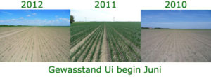 Juni 2012: gewasstand begin juni uien