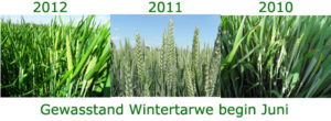 Juni 2012: gewasstand begin juni wintertarwe
