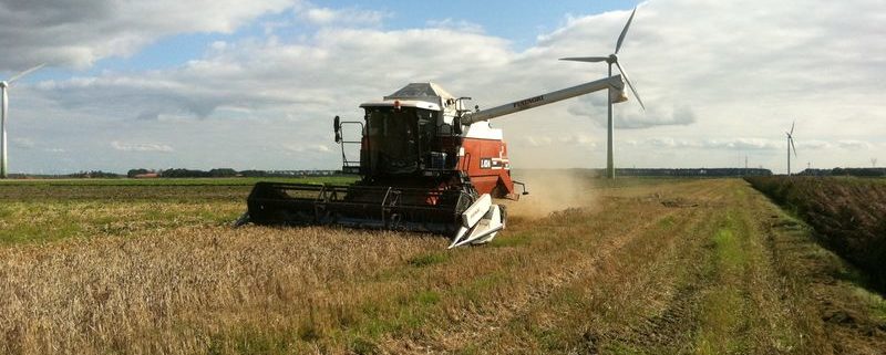 1 september 2011: laatste tarwe gedorsen