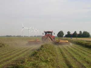 12 augustus 2007; oregano oogst