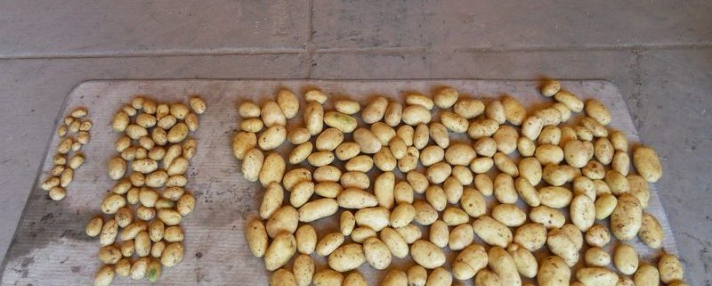 15 augustus 2011: proefrooiing aardappelen