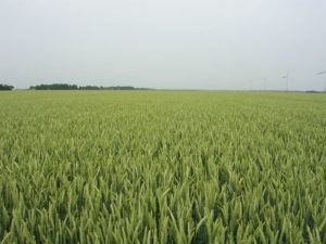 15 juni 2007