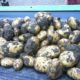 20 september 2011: aardappelrooien gestart