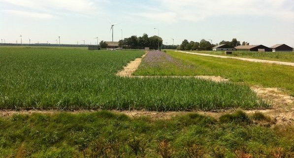 27 juni 2011: akkerrand