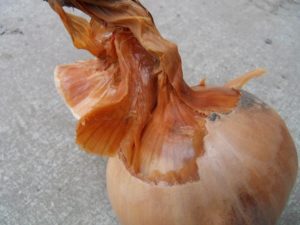 30 maart 2011: laatste uien afgeleverd