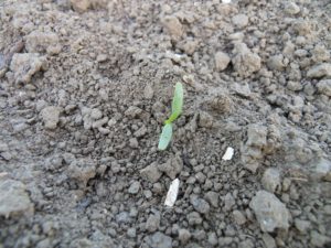 Suikerbietenplantje