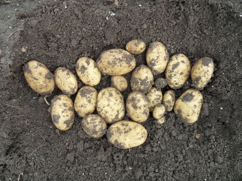 Gewasgroei 2011 aardappelen