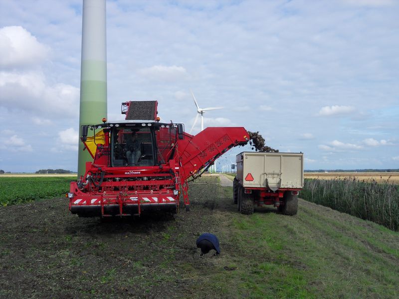 Gewasgroei suikerbieten 2011