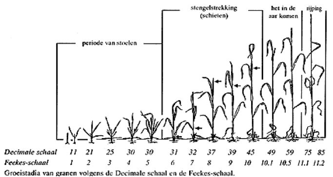 Gewasgroei wintertarwe 2011