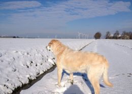 10 februari 2013; 5 cm sneeuw