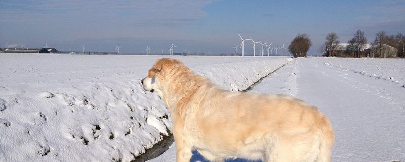 10 februari 2013; 5 cm sneeuw