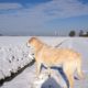 10 februari 2013; 5 cm sneeuw