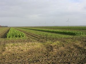 10 november 2007; Suikerbieten rooien en Global Gap