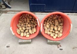 12 augustus 2013; 2e proefrooiing aardappelen