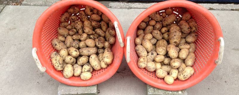 12 augustus 2013; 2e proefrooiing aardappelen