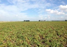 13 september 2013; laatste proefrooiing aardappelen