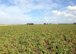 13 september 2013; laatste proefrooiing aardappelen