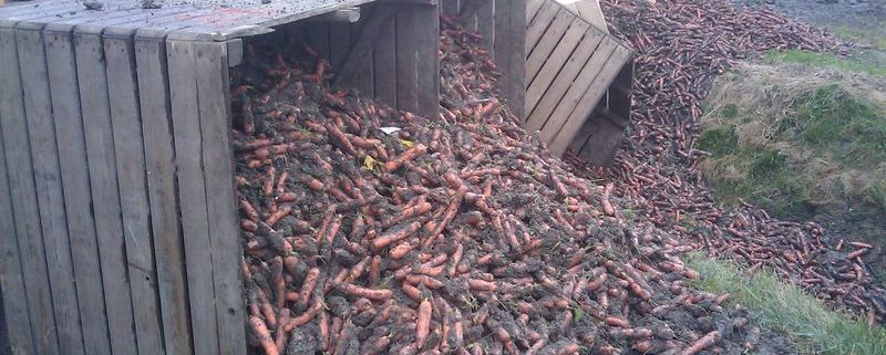 14 november 2010; winterpeen oogst