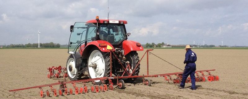 15 mei 2013; suikerbieten dunnen van proefveld