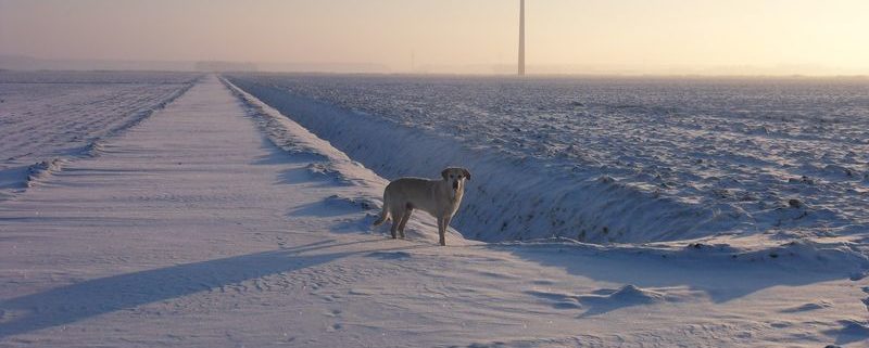 19 december 2010; sneeuw