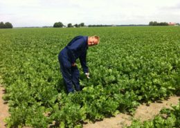 1 juli 2013; beoordelen/labelen suikerbietenproefveld