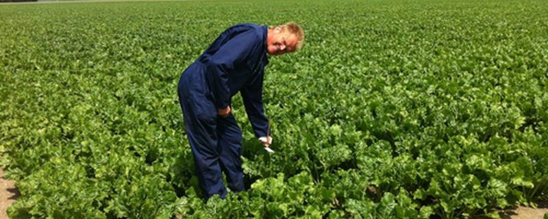 1 juli 2013; beoordelen/labelen suikerbietenproefveld