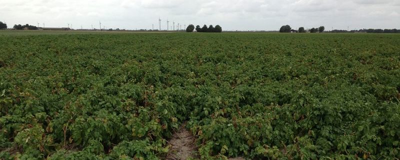 1 september 2013; 5e proefrooiing aardappelen