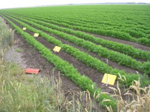 20 jul 2008; De Groene Vlieg