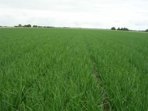 20 jul 2008; De Groene Vlieg