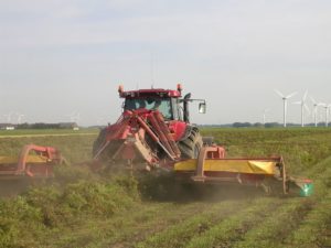 27 juli 2008; oregano oogst