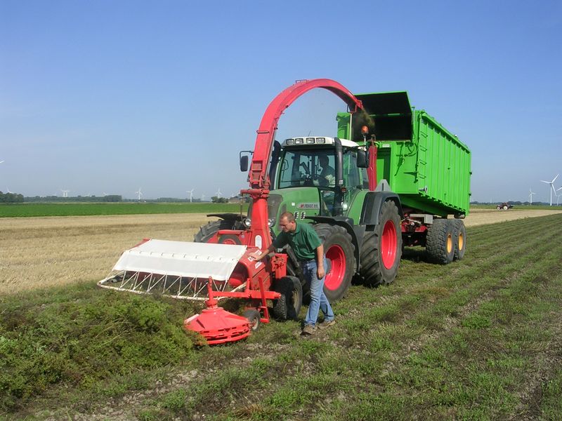 27 juli 2008; oregano oogst